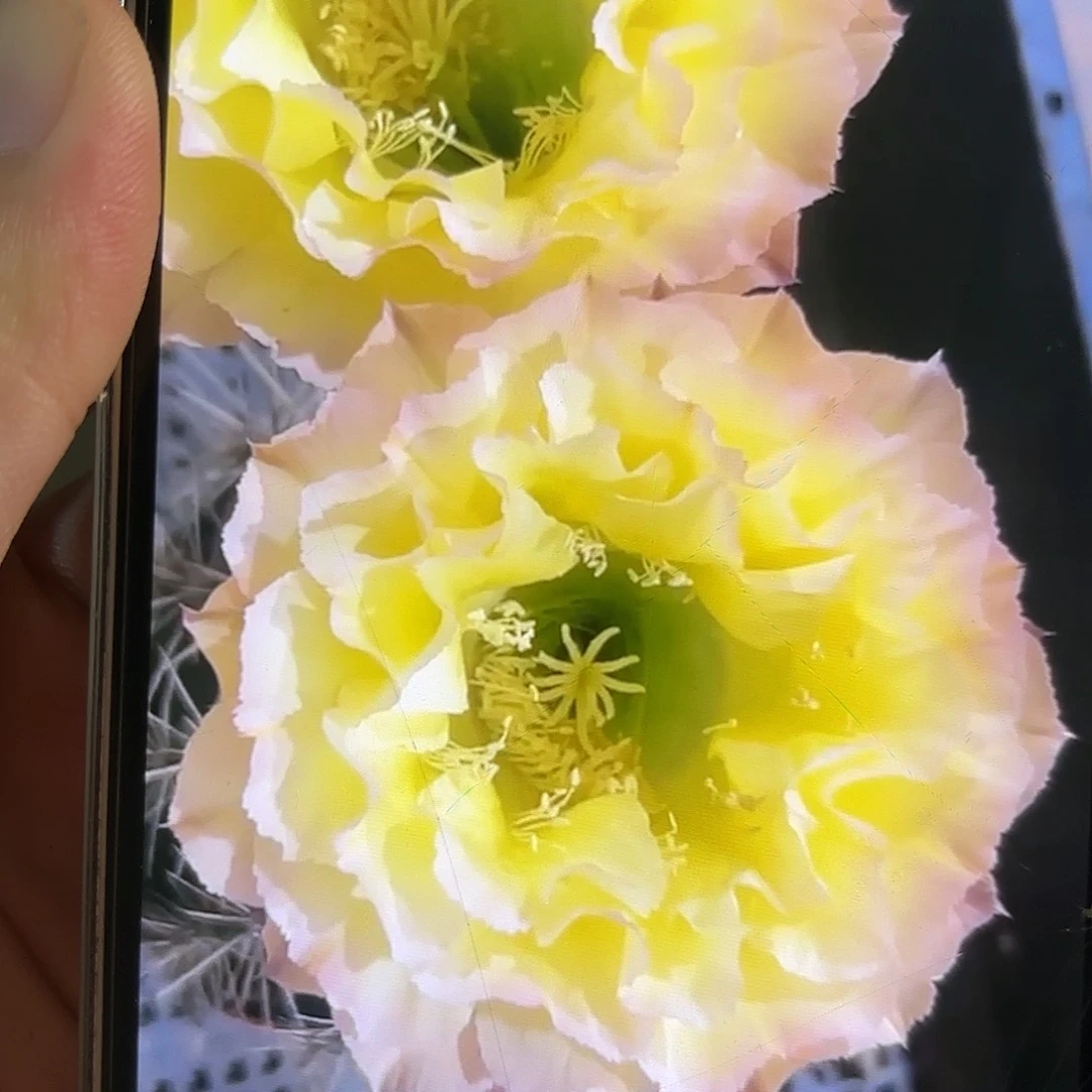 彩草蛋挞5公分左右