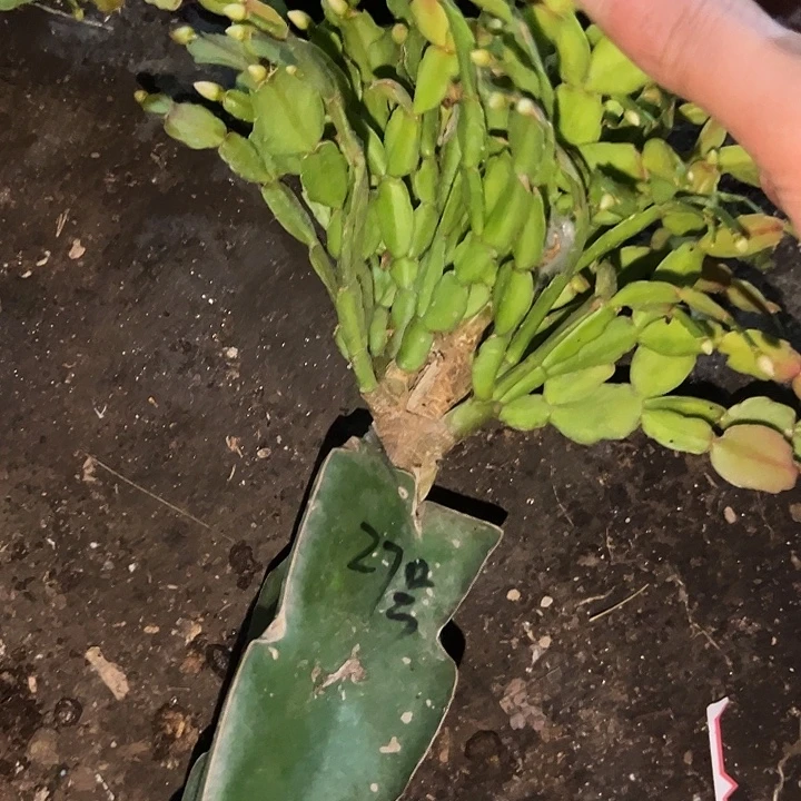 高***水27号脱盆027嫁接苗