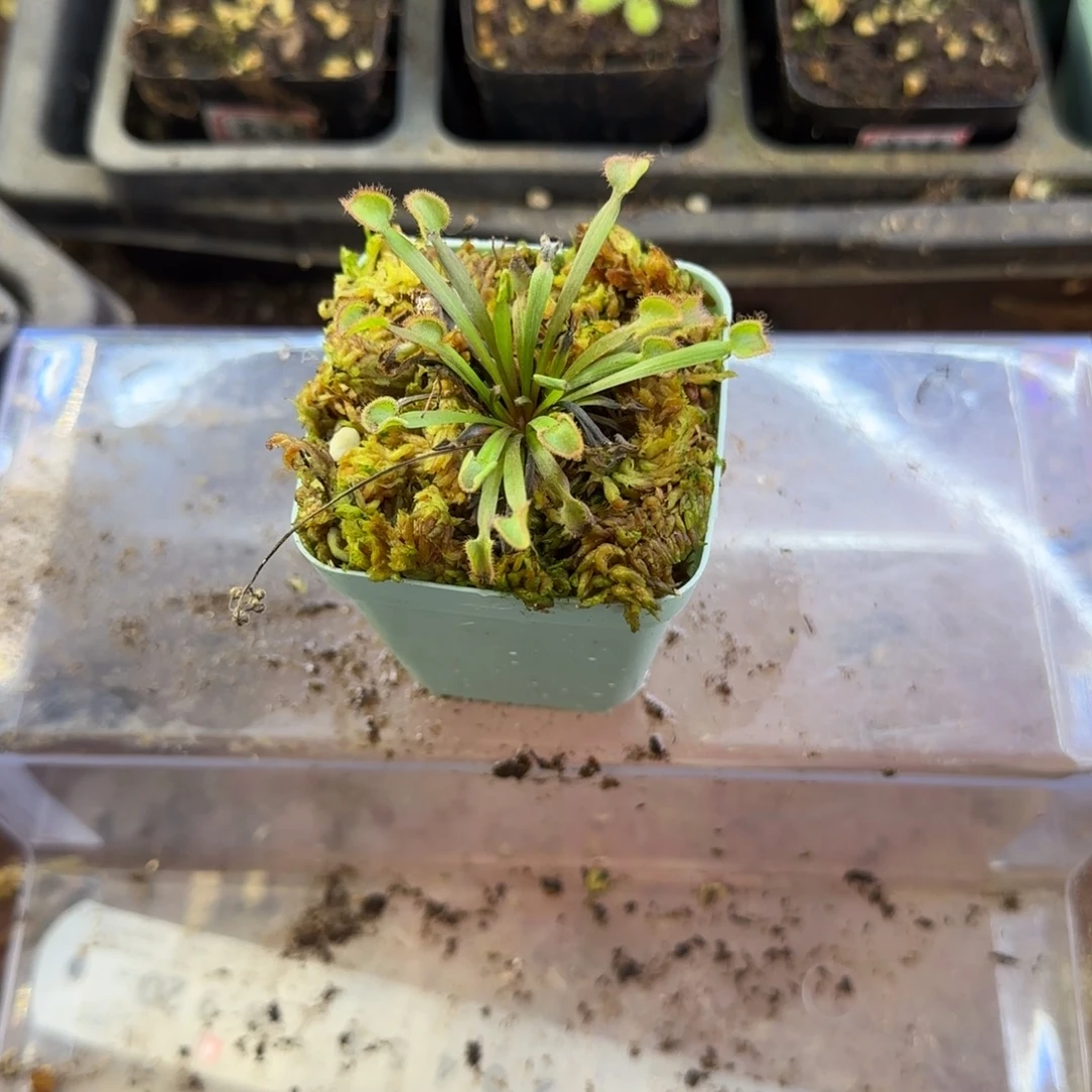 完全开放小肉饼肯内利