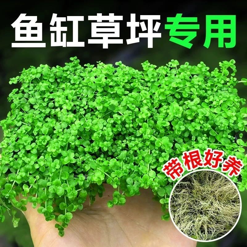 新手前景草坪 矮珍珠前景草坪大坨【无需栽种 根系茂盛】