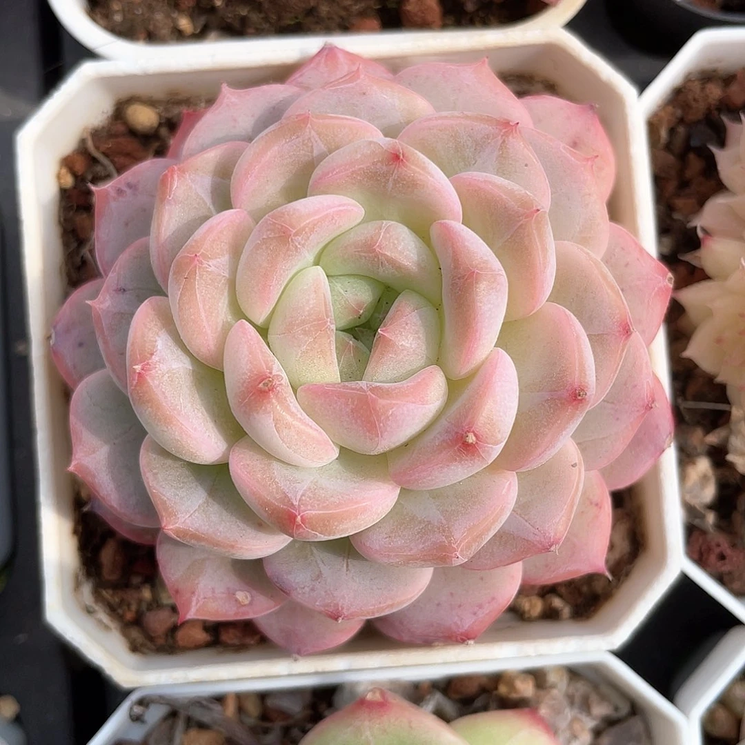 优选水果糖福利656