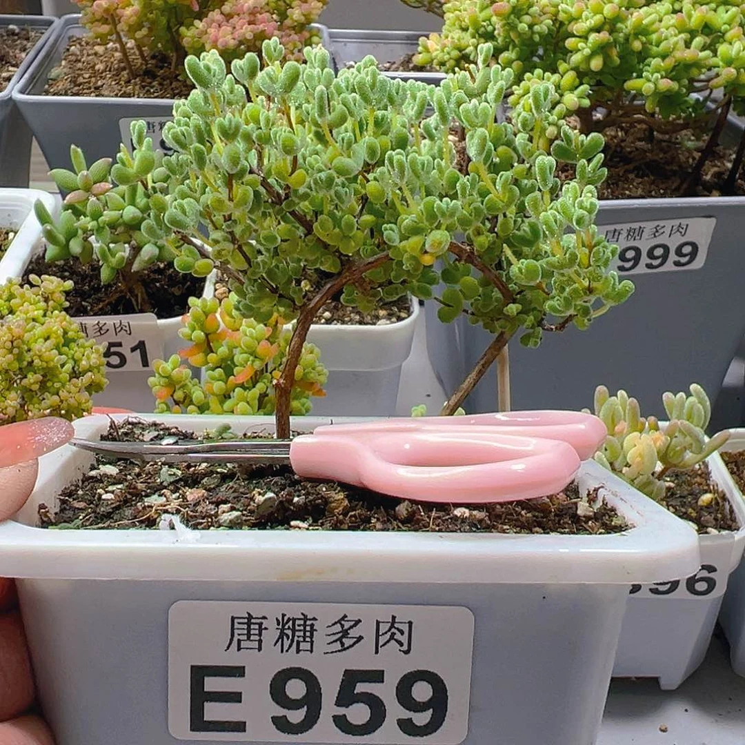 ?***༣莱斯959。