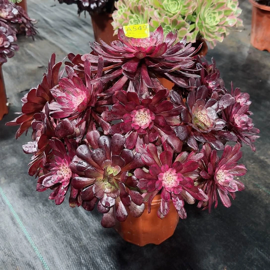 紫霞法师多肉植物549