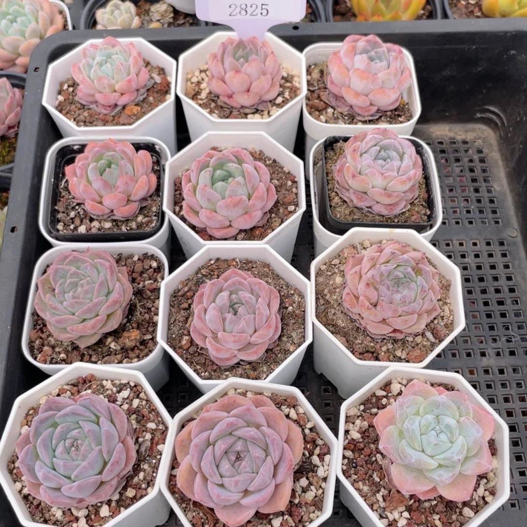 薇薇安园艺多肉2825