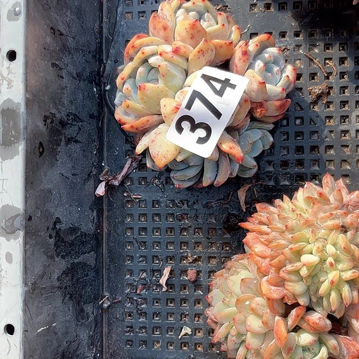 静****多肉植物一物一拍