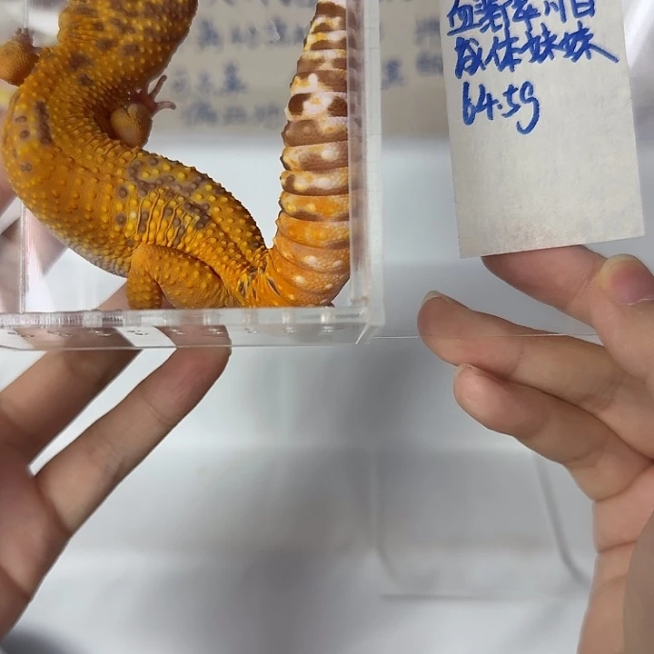 豹纹守宫血翡翠川白，成体妹妹，64.5g