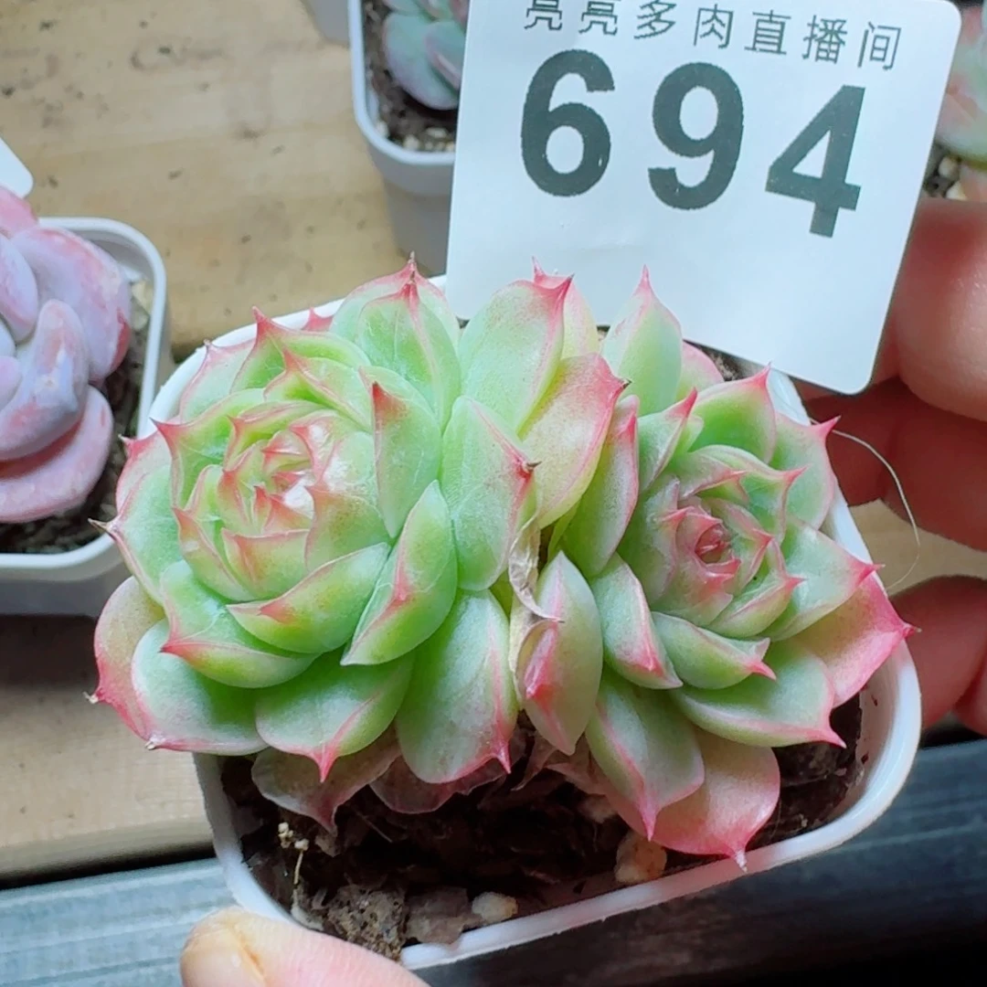 童话            精美多肉植物