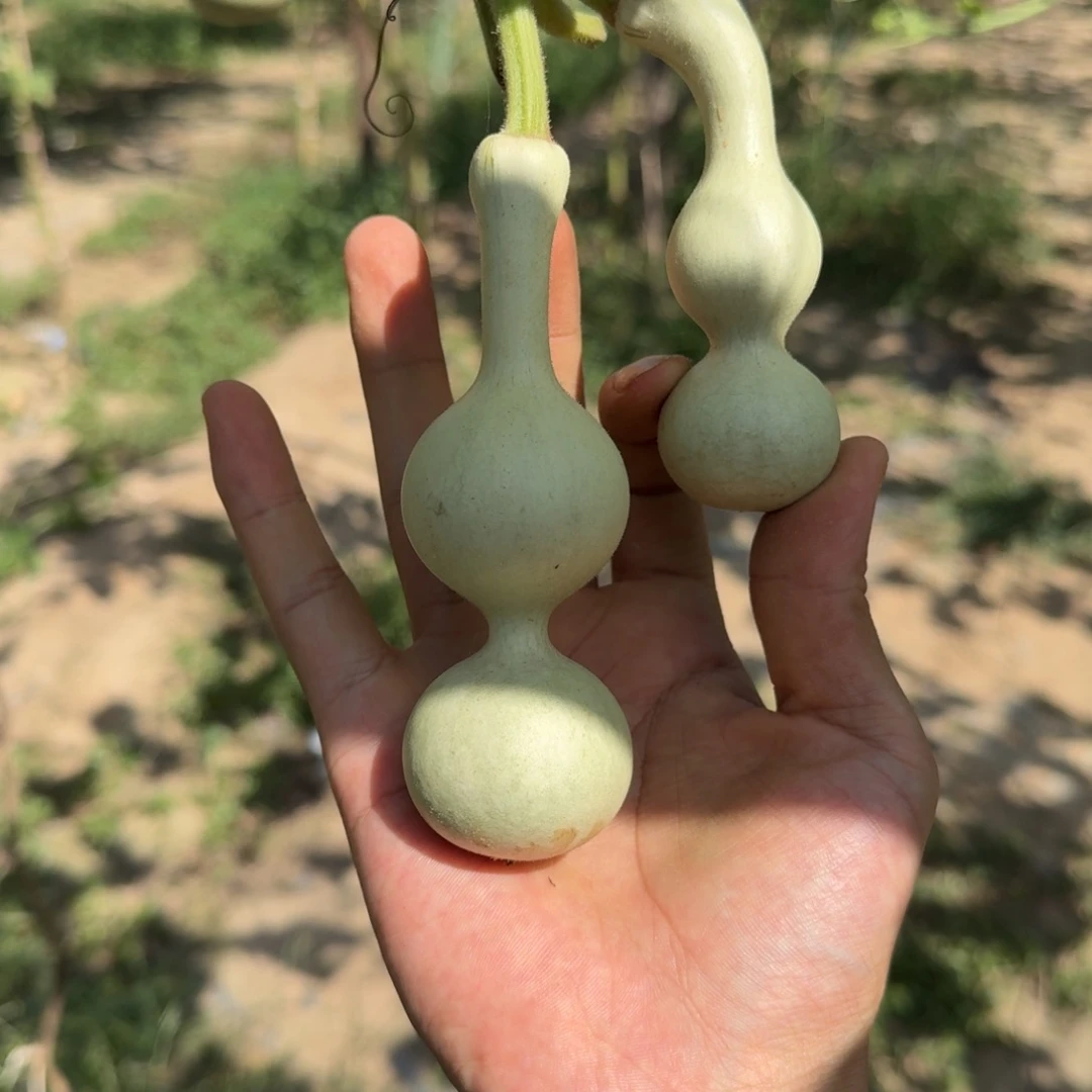 S***s发空包一个月发货