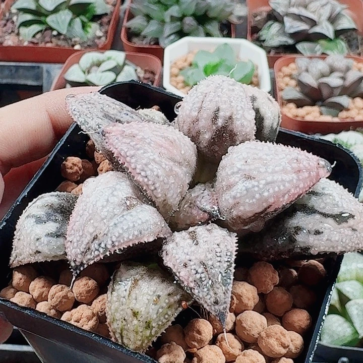 无花朵十二卷 皇妃 福利