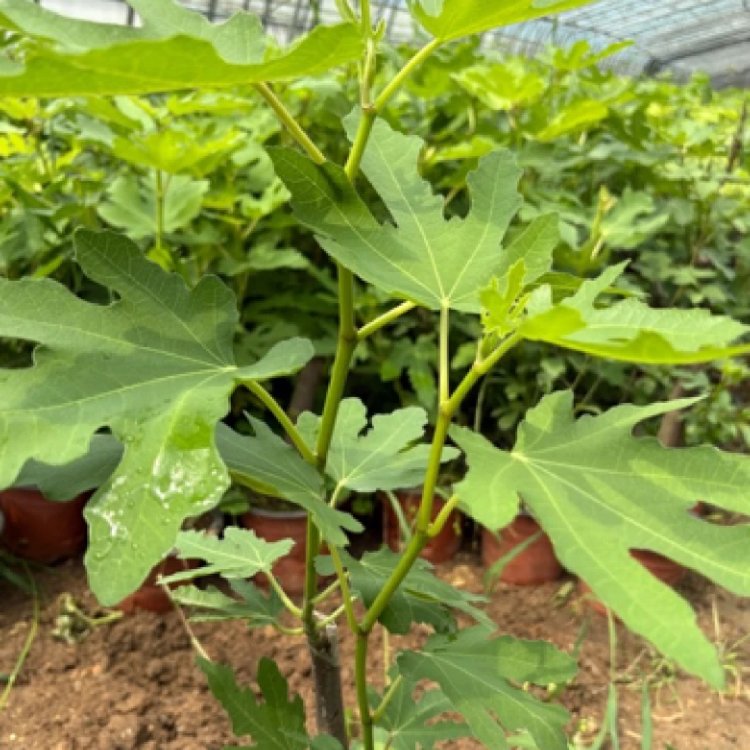 芭劳萘青皮裸根可搭配两个品种发货地栽盆栽南北方可养抗旱耐涝