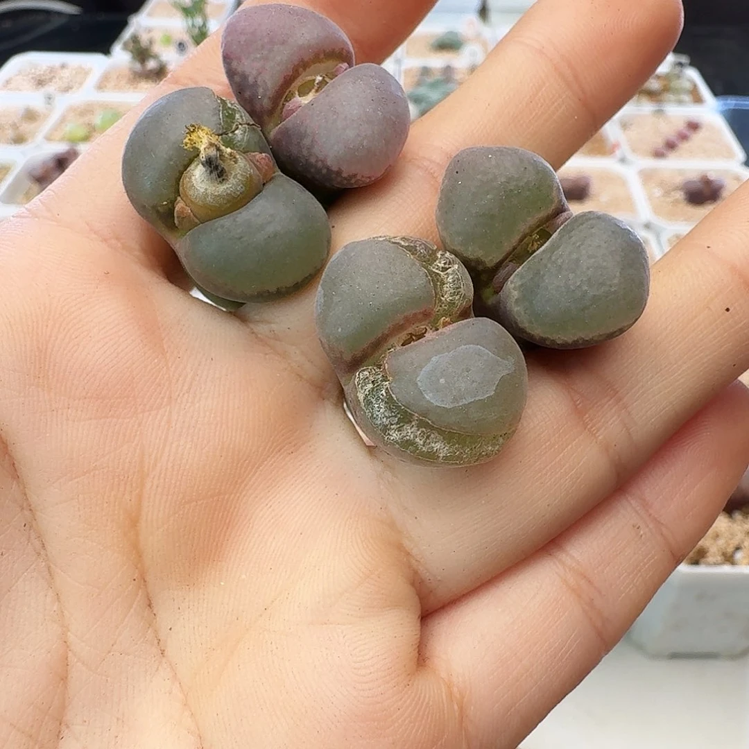 瑕疵风铃介意慎拍356