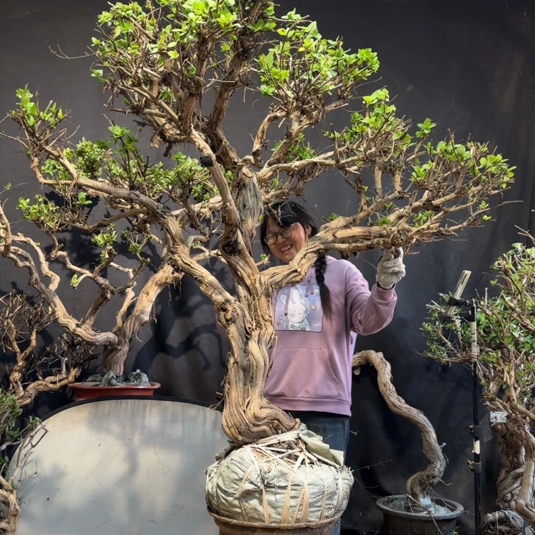 人***语金银花金银花金银花金银花