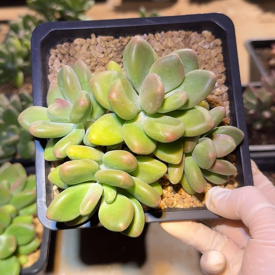 芒果奶精控无砍群生