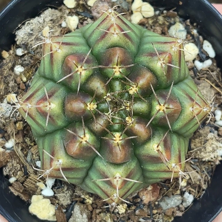 大橘猫 一物一拍。