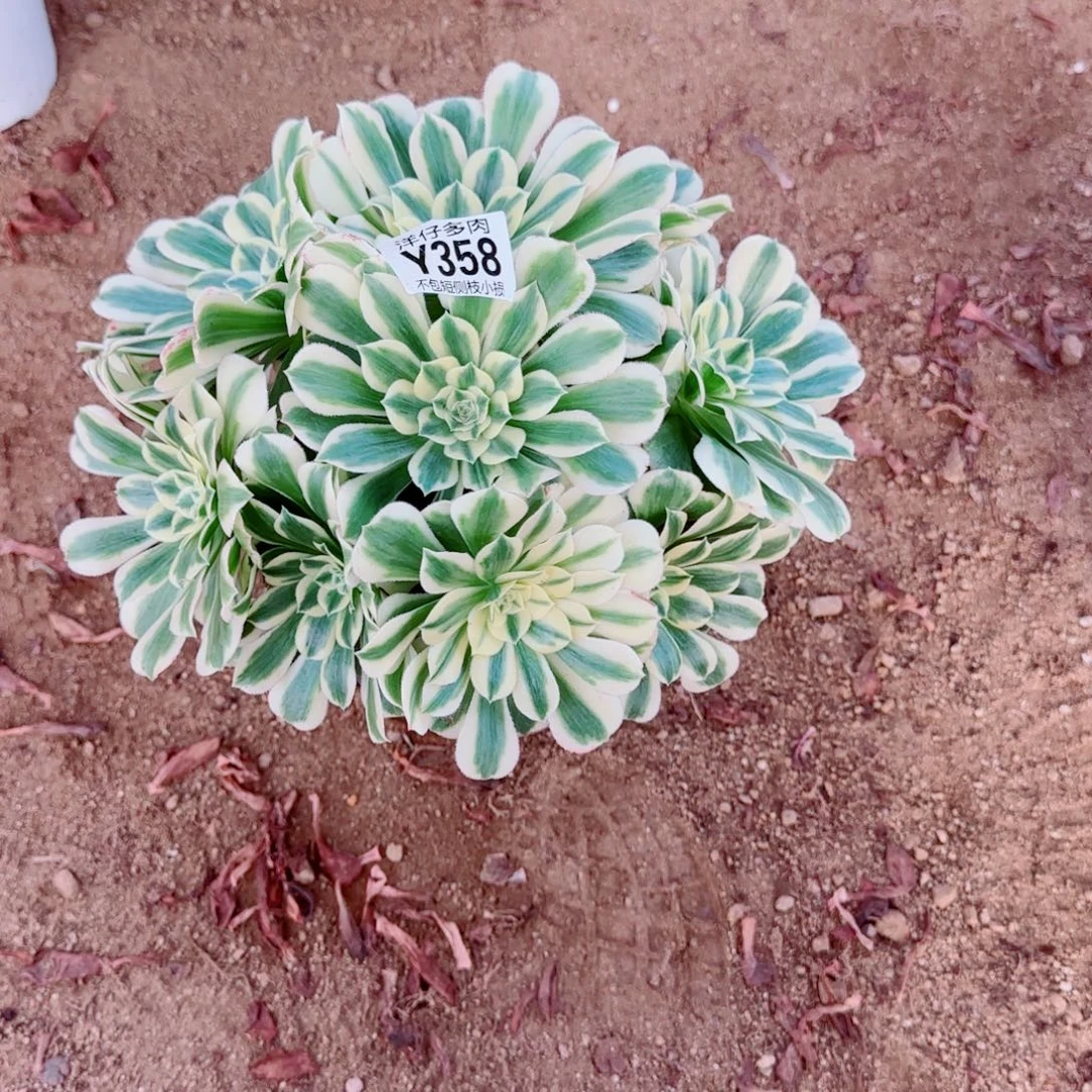 迈巴赫358冠幅25