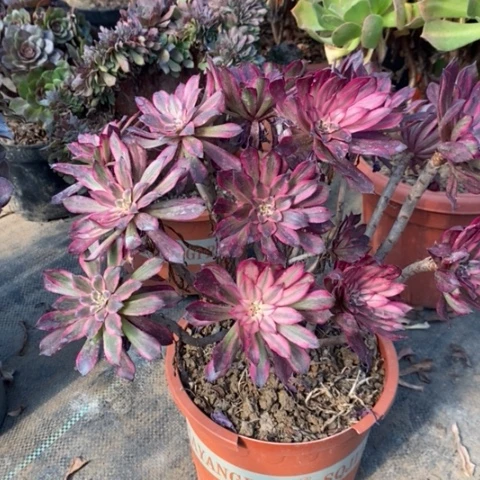 血姬多肉植物012