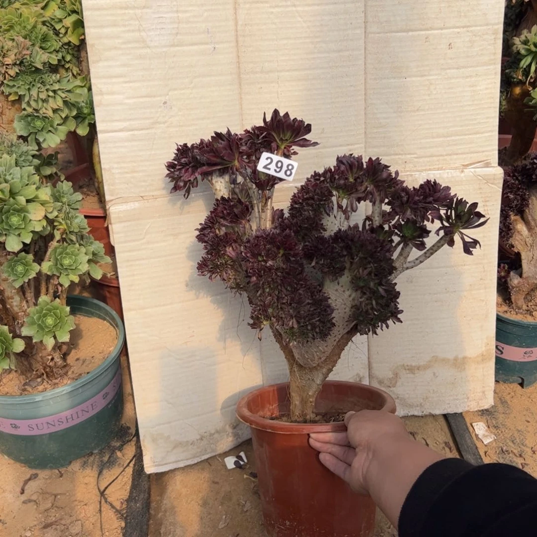 天***洋补差价298黑缀