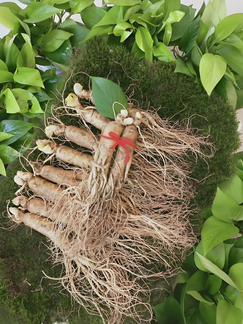 2号泡茶煮水煲汤泡酒中号参（单支15-20g）参姐