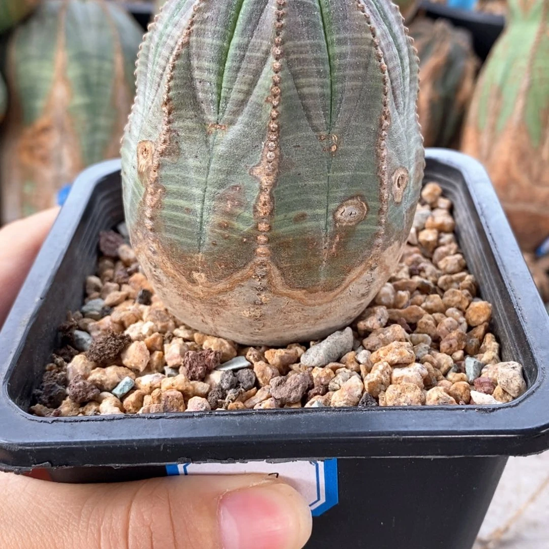 31欧系实生布纹球一物一拍