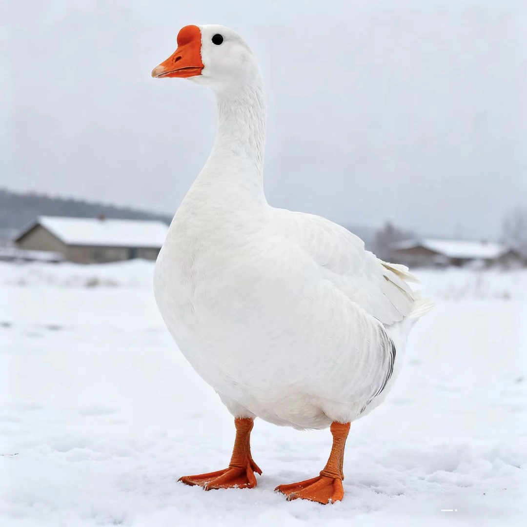 农家散养大白鹅现宰现发带内脏冷链运输