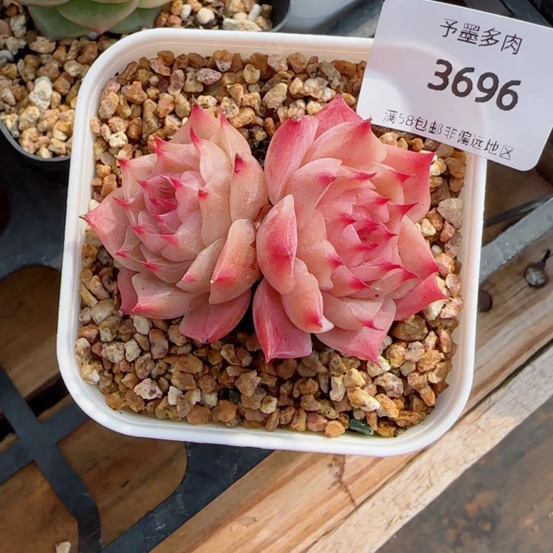 孤品长睫毛,3696多肉
