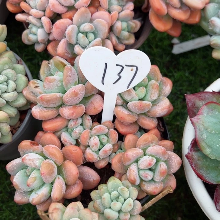 137洛神平平安安健健康康