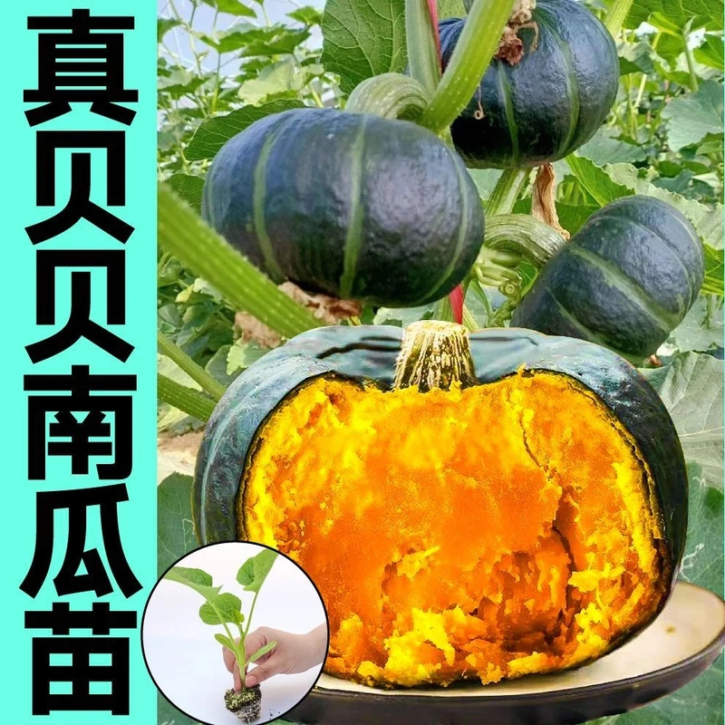 寿光绿贝贝南瓜秧苗带土球对版蜜本南瓜种子四季春秋盆栽庭院