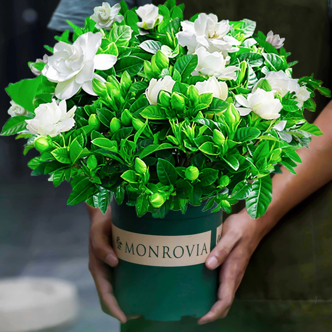 栀子花卫生间植物盆栽牡丹大花型室内外四季开花带花苞好养活爱意