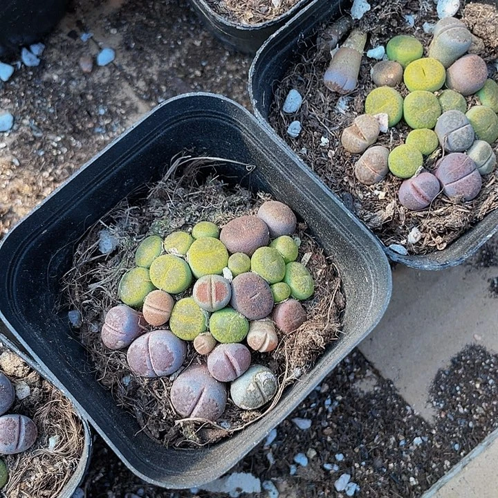 6.5方生石花带盆土