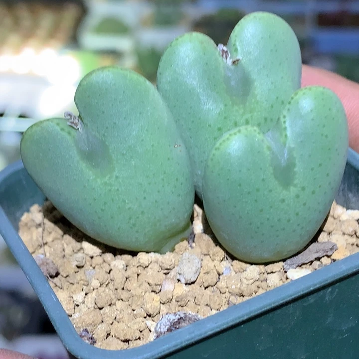 精品多肉植物精品多肉