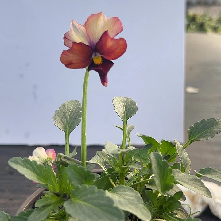 当前无花朵，栽培后可花朵120号