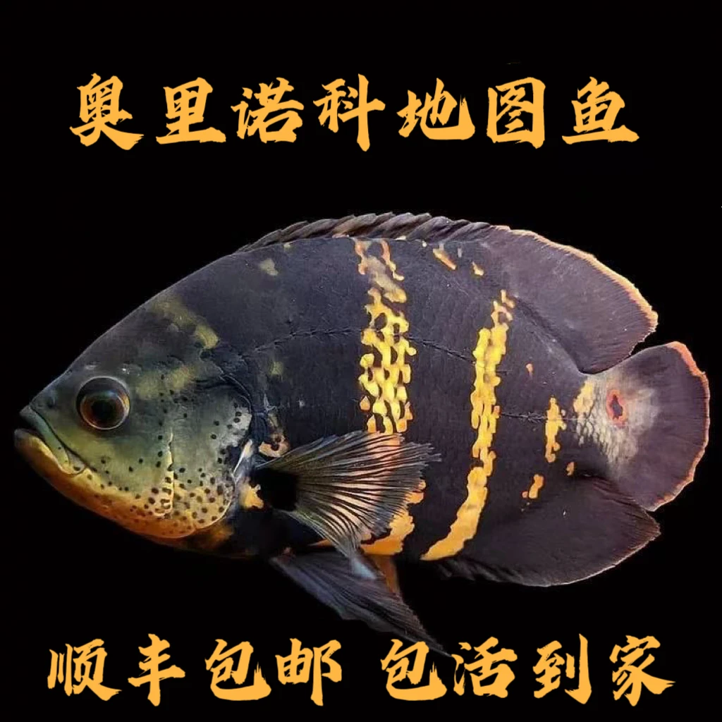 大黄蜂野生地图鱼K纹稀有中大型淡水南美龙缸配鱼观赏鱼