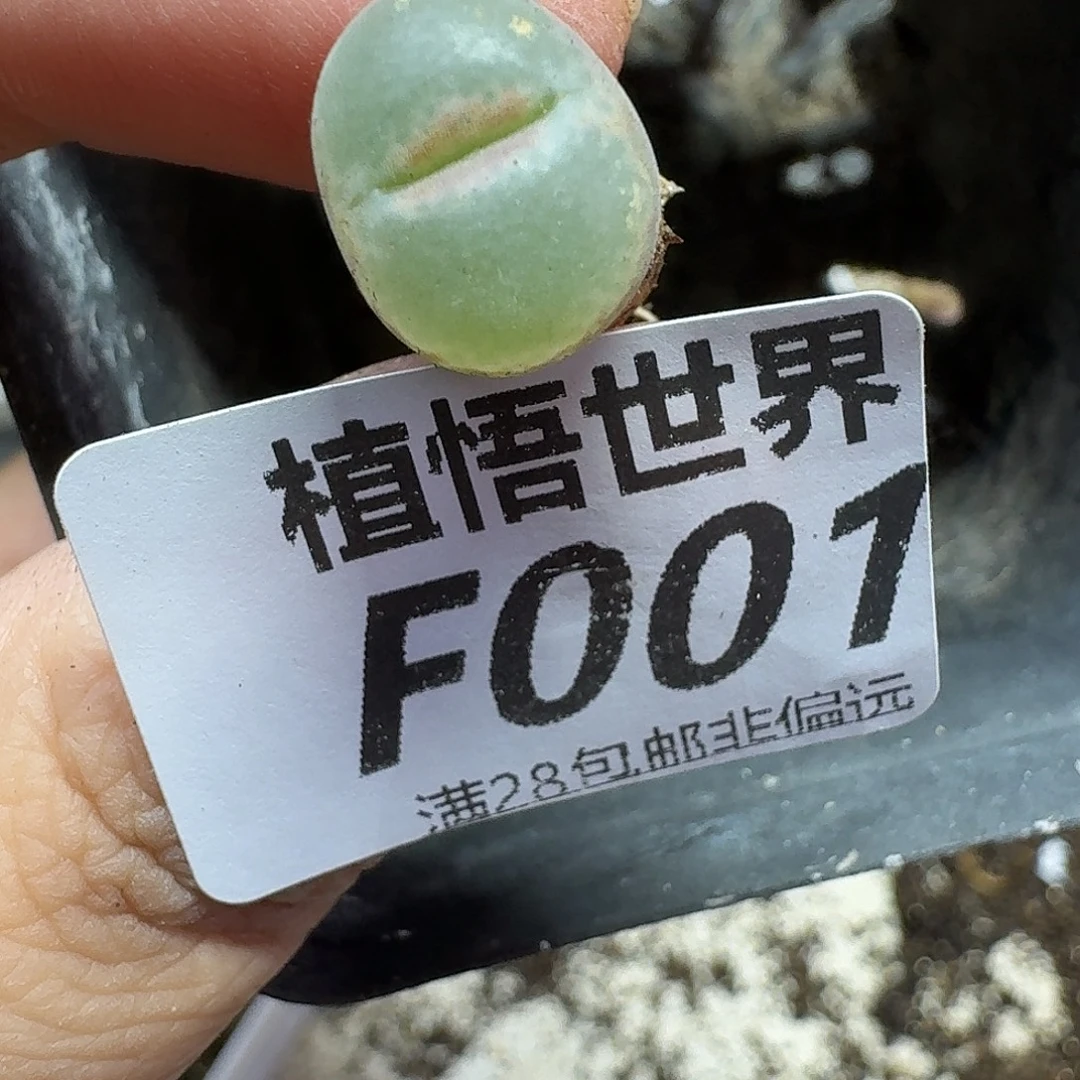 多肉植物的润泽fgbb