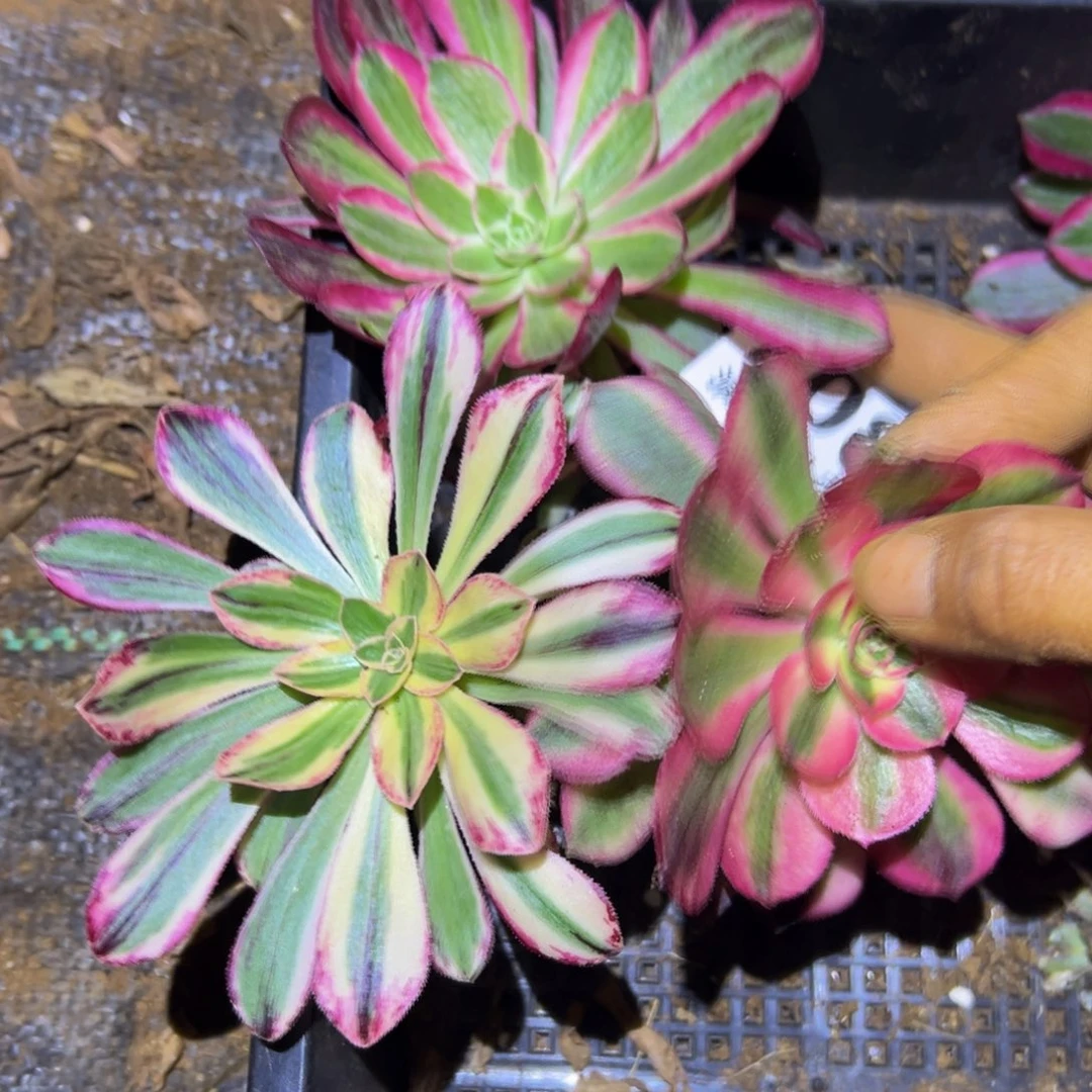 多肉植物708三颗的无售后