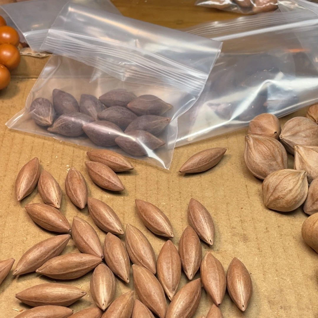 人****手串/手链橄榄核1