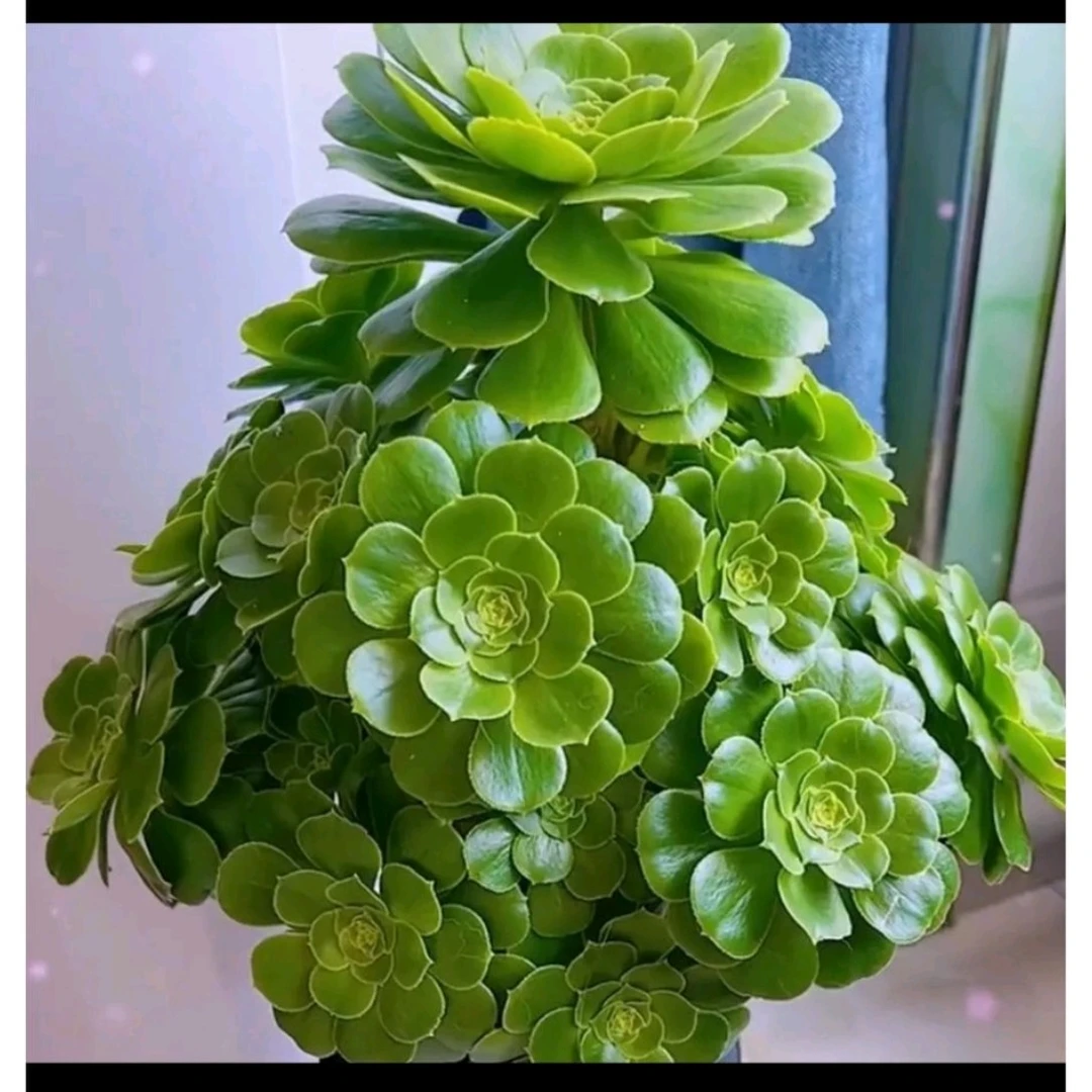 绿玫瑰法师老桩绿羊绒法师多肉植物大颗多头超大花卉绿色盆栽