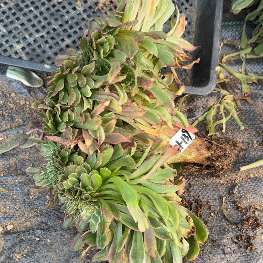 139粉黛缀多肉多肉