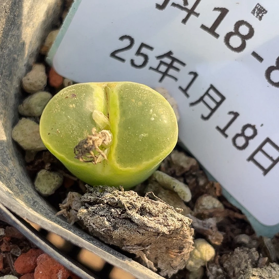 18-82胖虎风铃肉锥