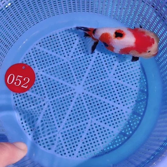 金鱼052兰寿一条  两条起顺丰包邮