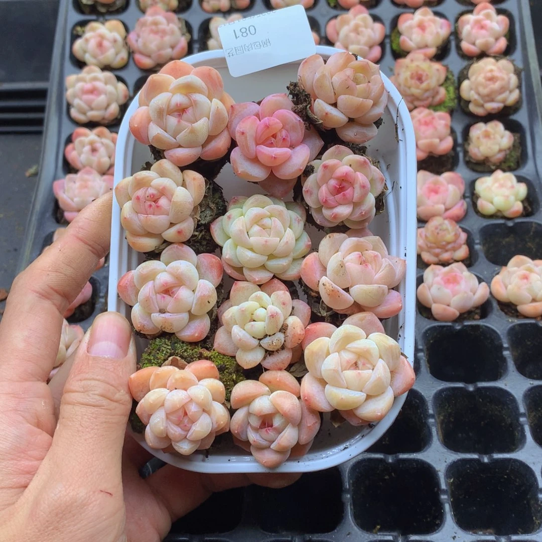 反反复复还是很开心081