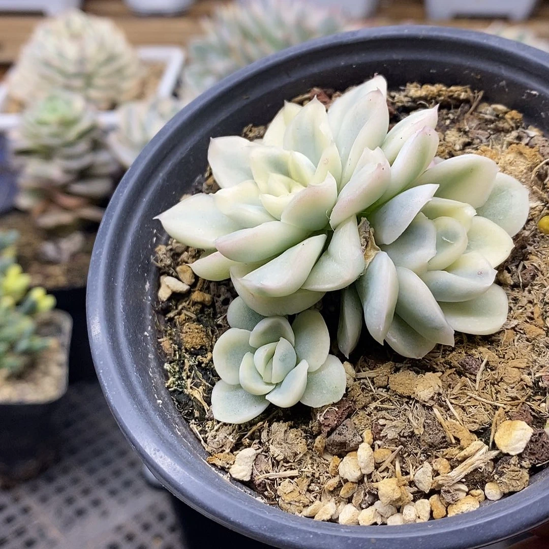 1908 雪鸢覆轮锦自然群