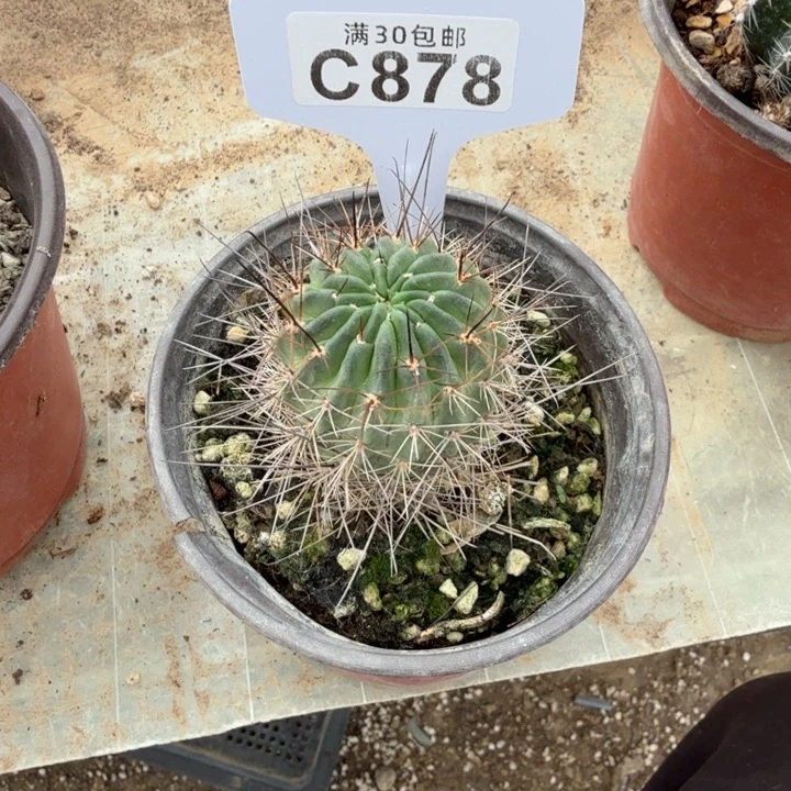 喵***常一物一拍特价福利C878