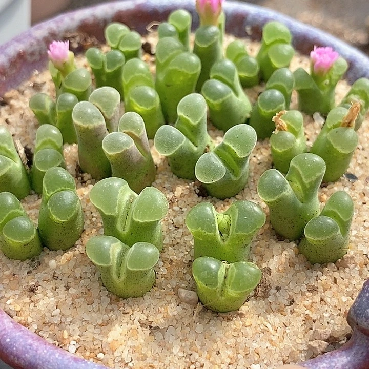 双头粉佛肚风铃一颗   sb805