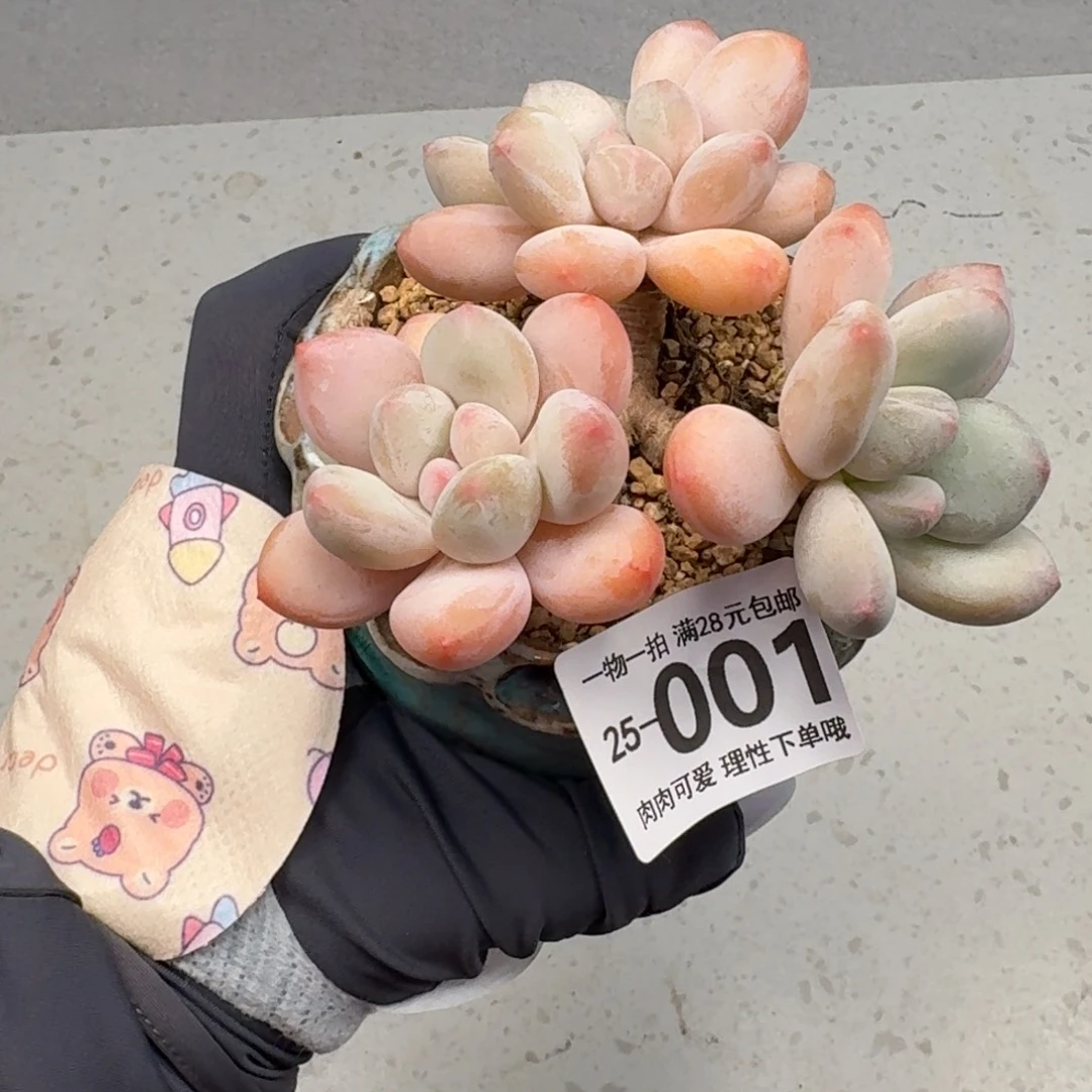 香水无盆土发货无盆