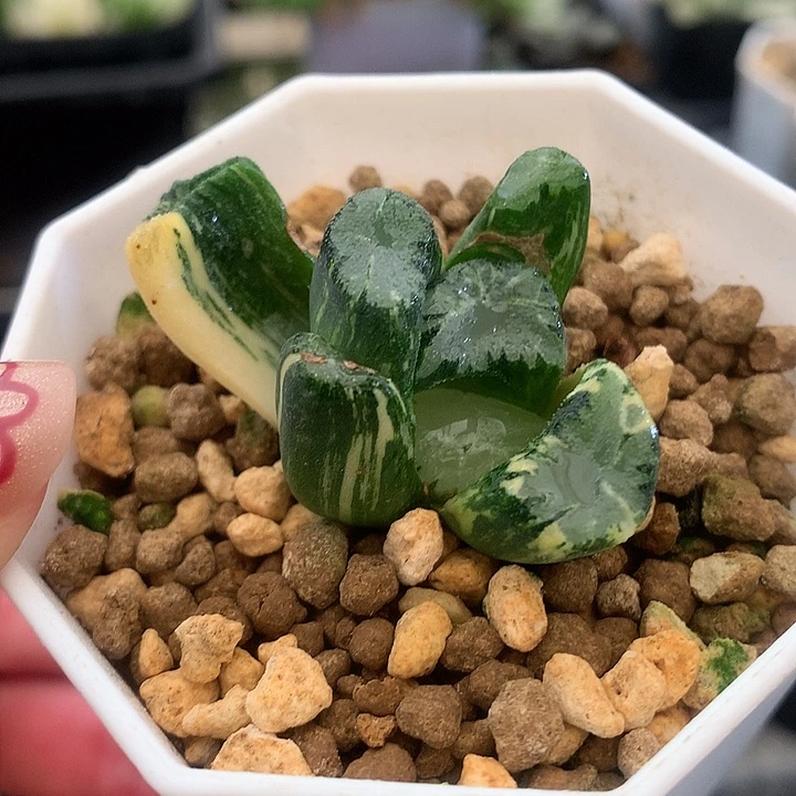 霸王万象锦一物一拍