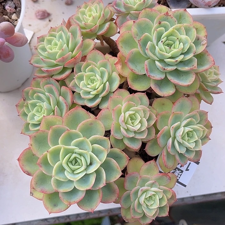 哈密瓜1463多肉植物