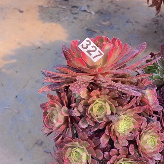 農***赵多肉植物一个法师