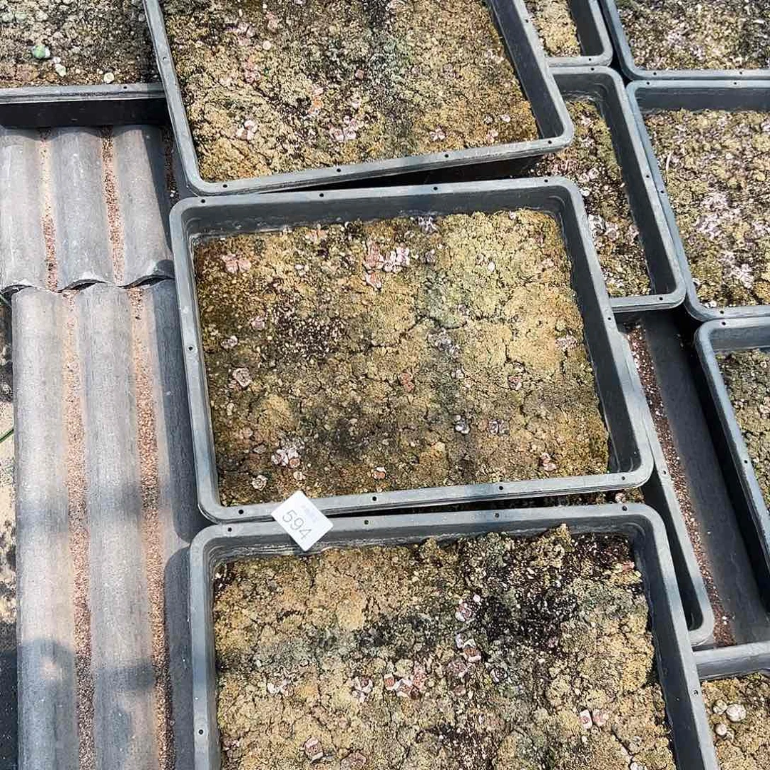 量拍以下1框清框脱土发无售后。    594