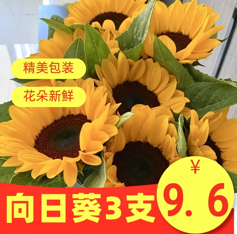 向日葵鲜花直发家养插花花束教师节鲜花家用玫瑰鲜花云南昆明