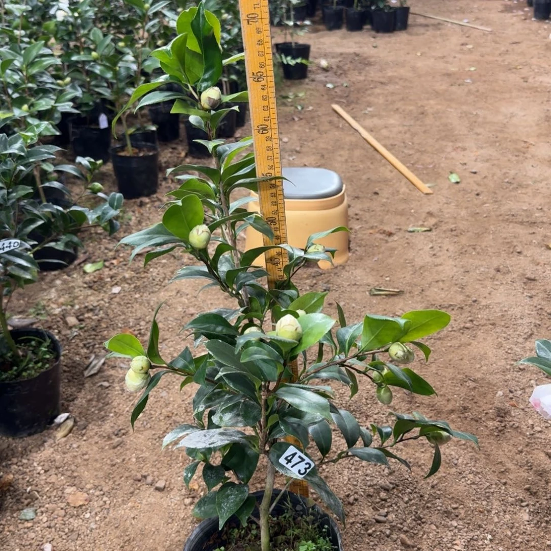 少量花朵（建议范围：2朵-5朵 或40%以下）473白乔伊